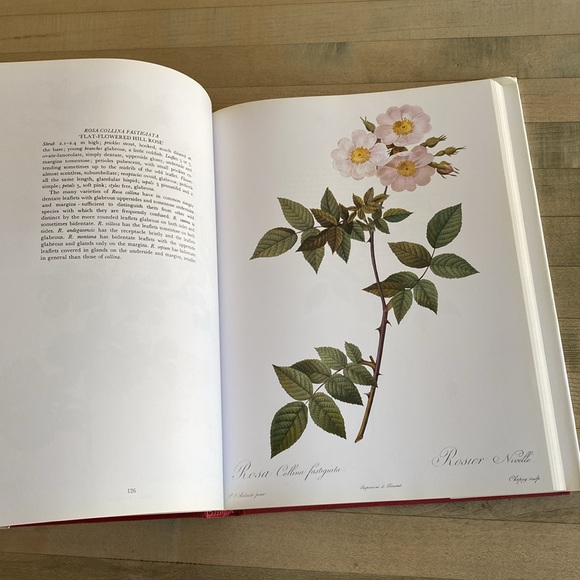 Redouté's Roses by P.J. Redouté - Picture 10 of 14